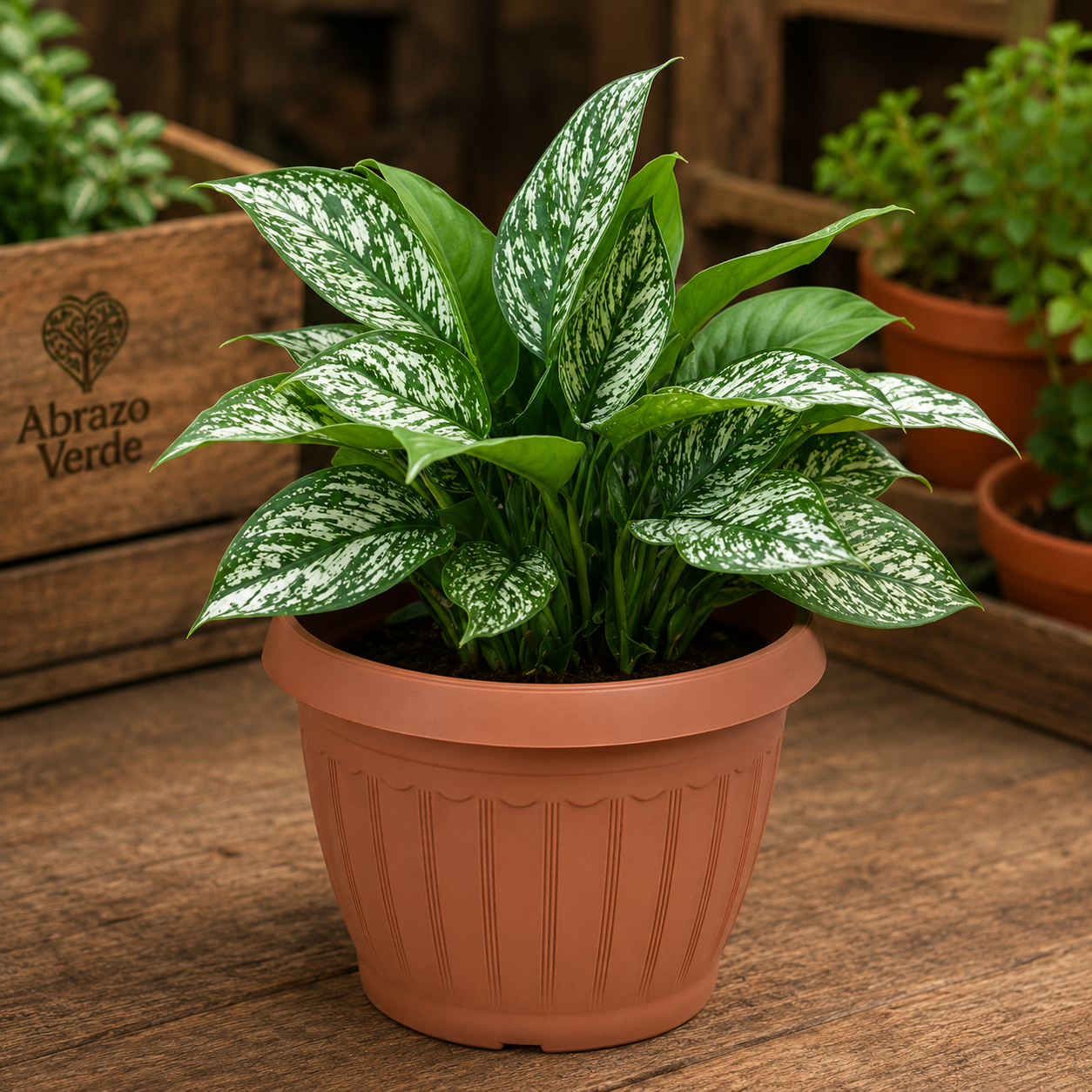 Aglaonema Natural Decorativa – Planta de Interior Fácil de Cuidar