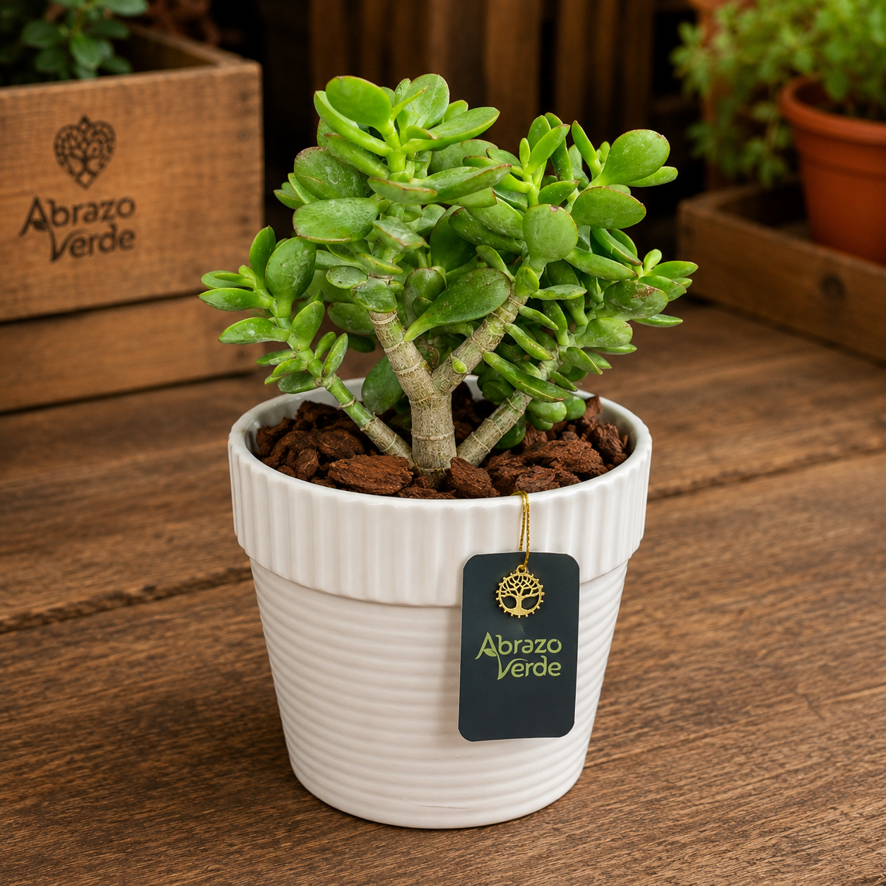 Jade Natural Decorativo – Planta de la Abundancia para Casa