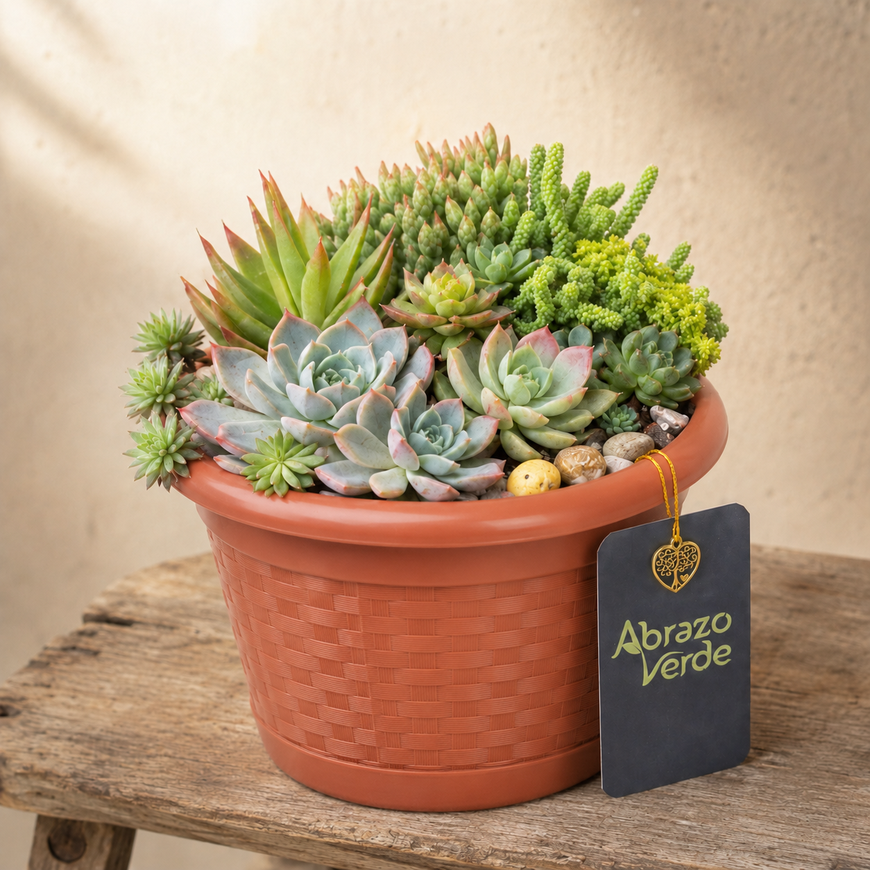 Mix de Suculentas para Casa – Naturaleza que Ilumina tu Espacio