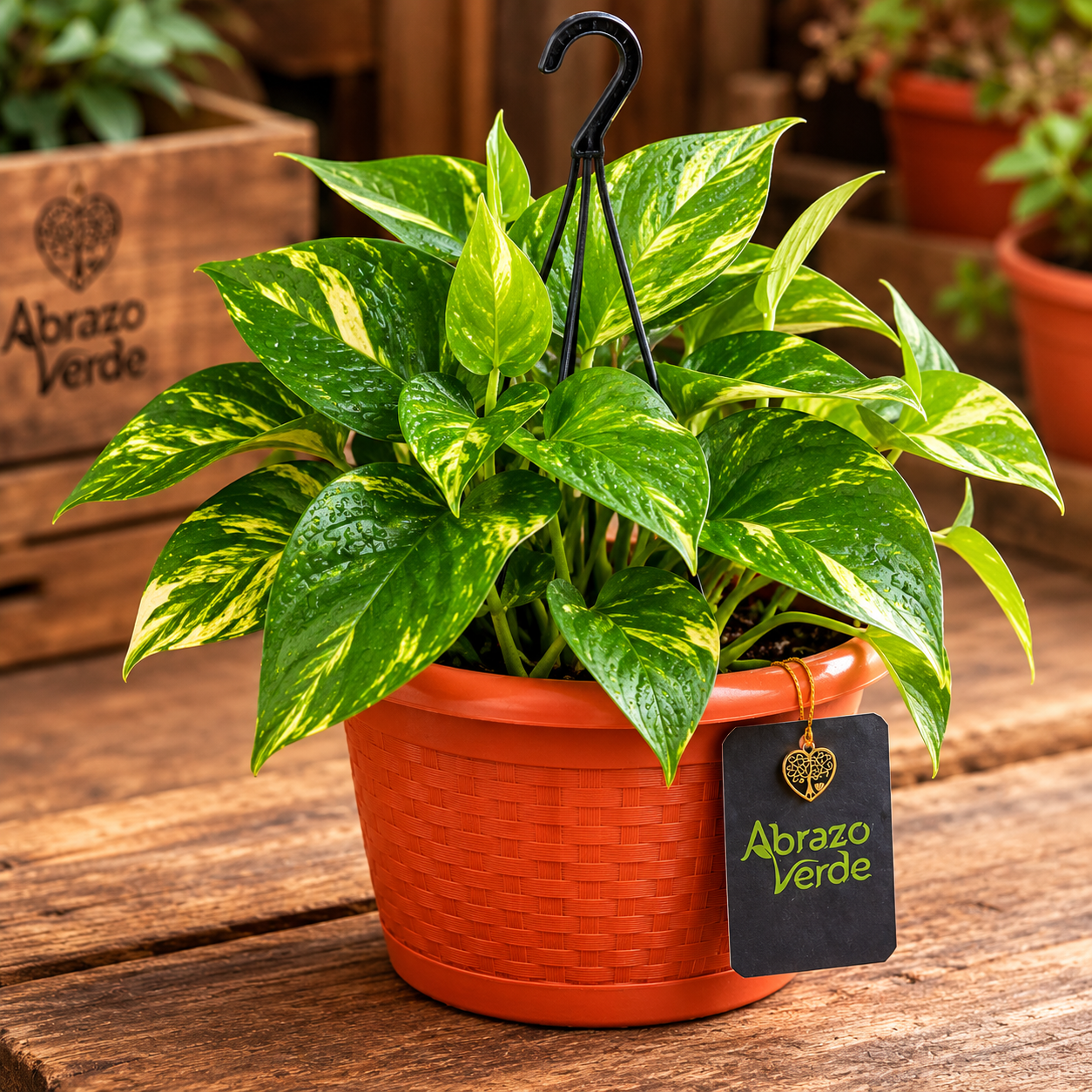 Pothos Dorado para Casa