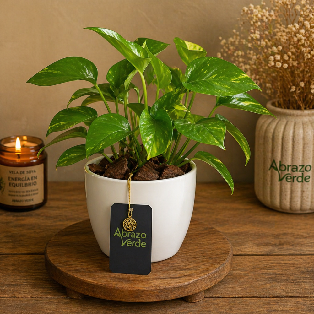 Pothos – Vida y Armonía en Movimiento