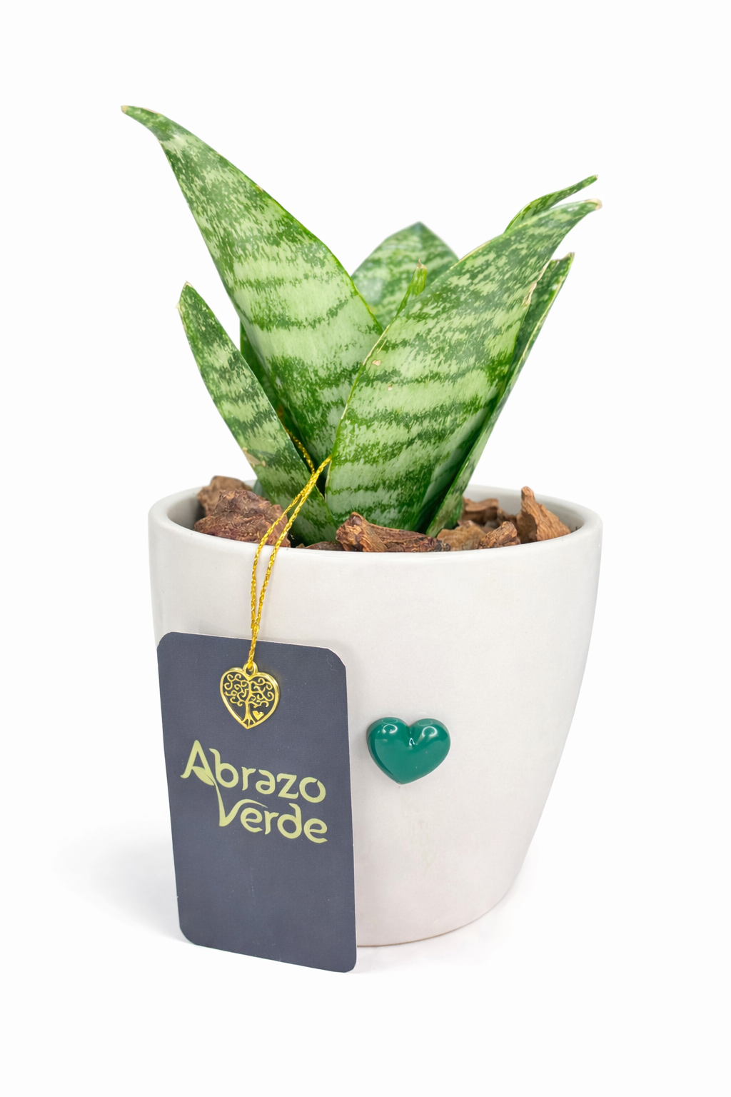 Sansevieria – Protección y Energía Limpia