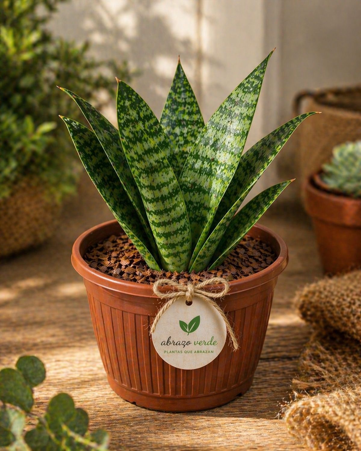 Sansevieria Natural en Maceta Rústica