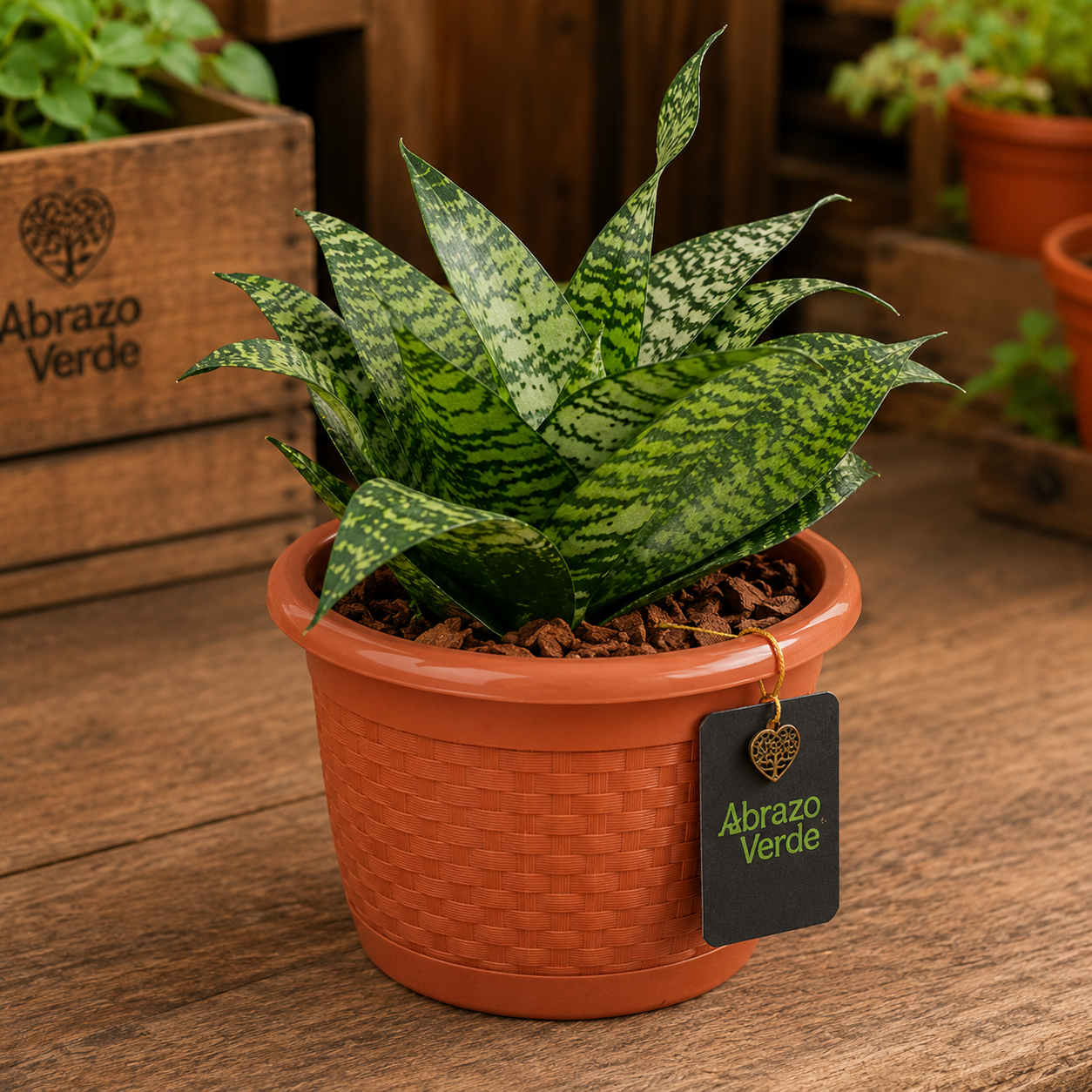 Sansevieria Natural en Maceta Rústica