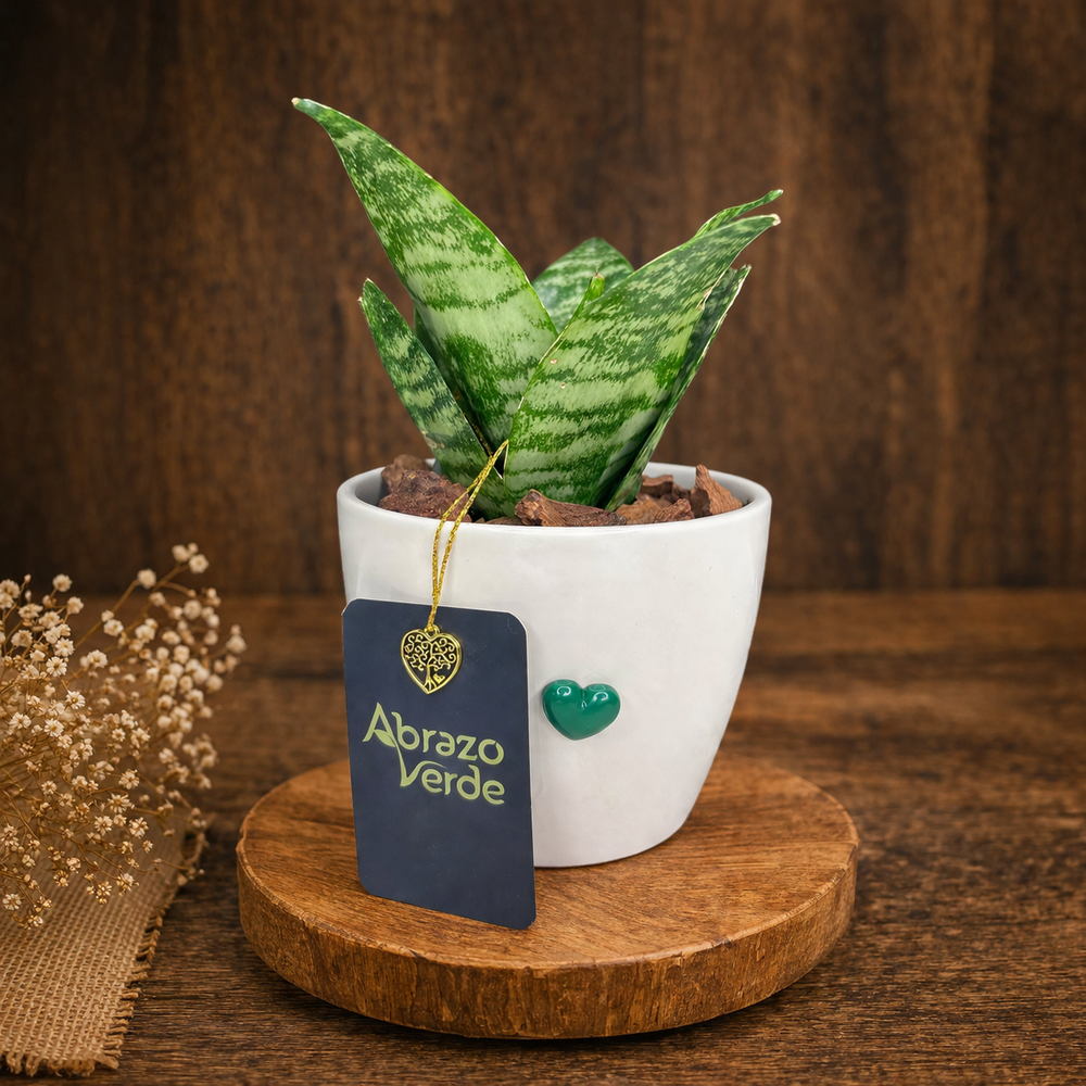 Sansevieria – Protección y Energía Limpia