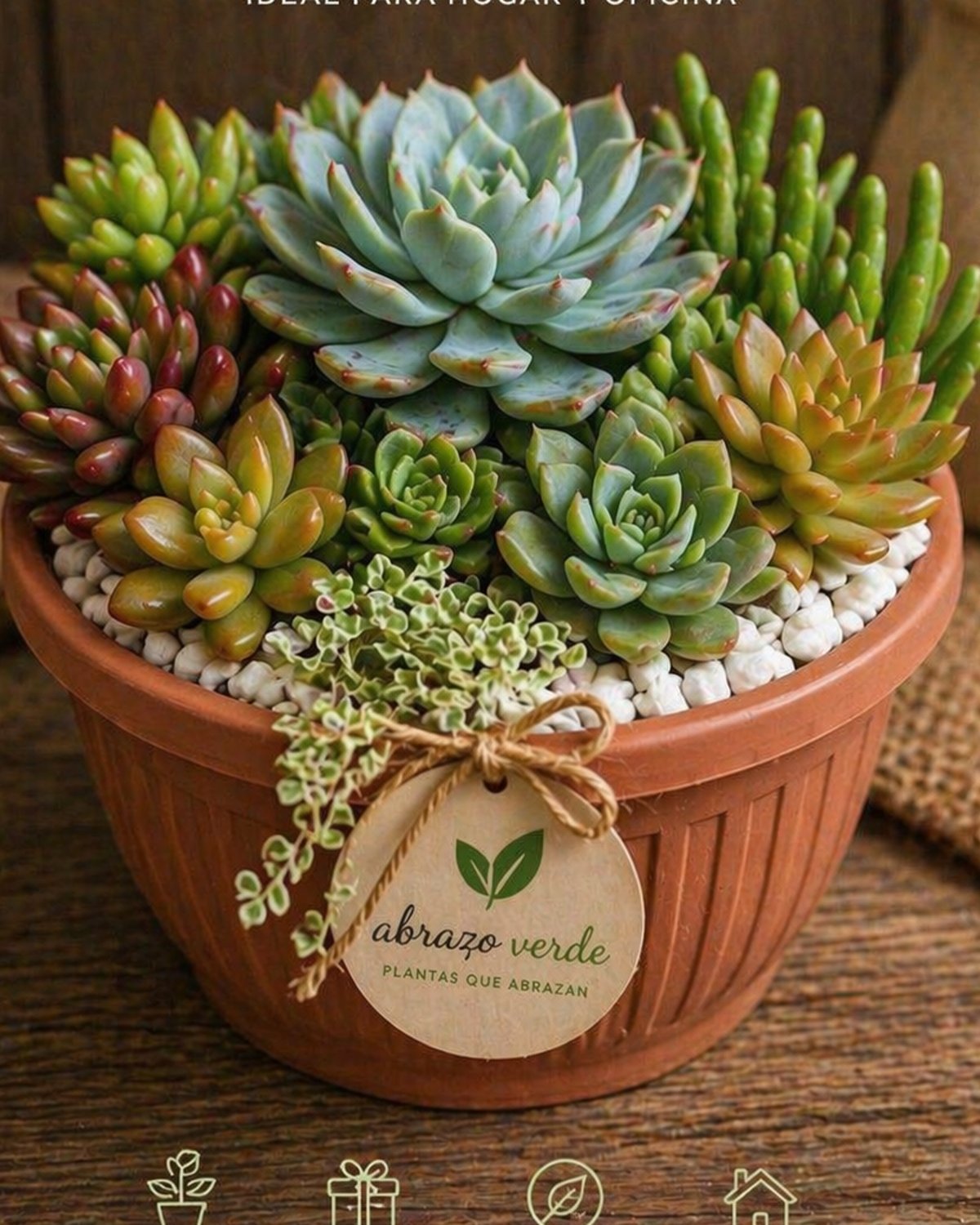 Mix de Suculentas para Casa – Naturaleza que Ilumina tu Espacio